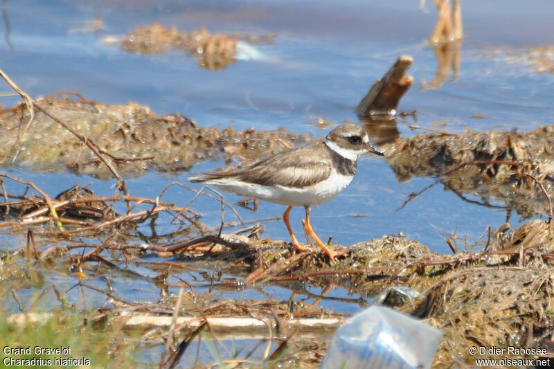 Common Ringed Plover