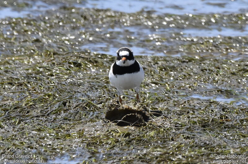 Common Ringed Ploveradult