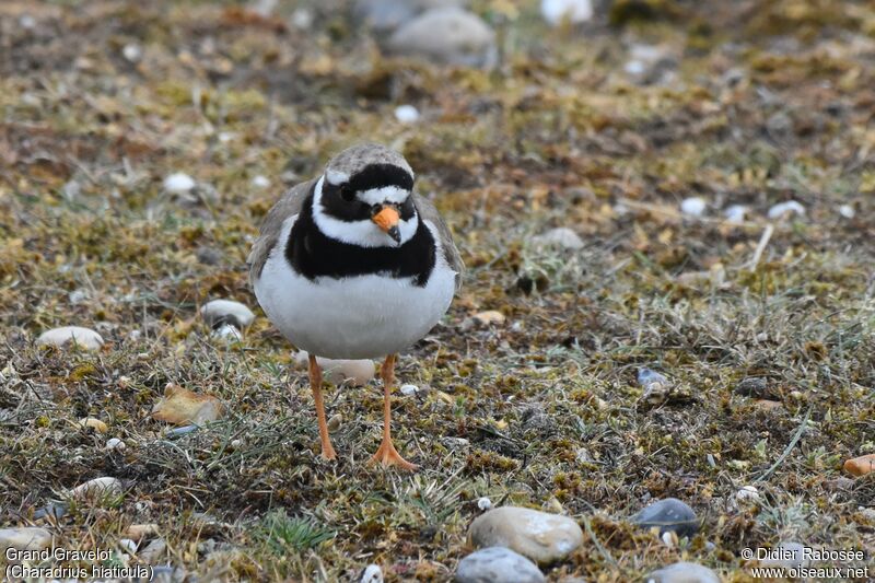 Common Ringed Ploveradult breeding