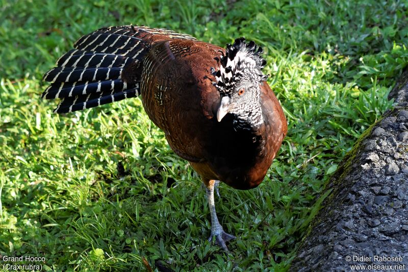 Great Curassow female adult