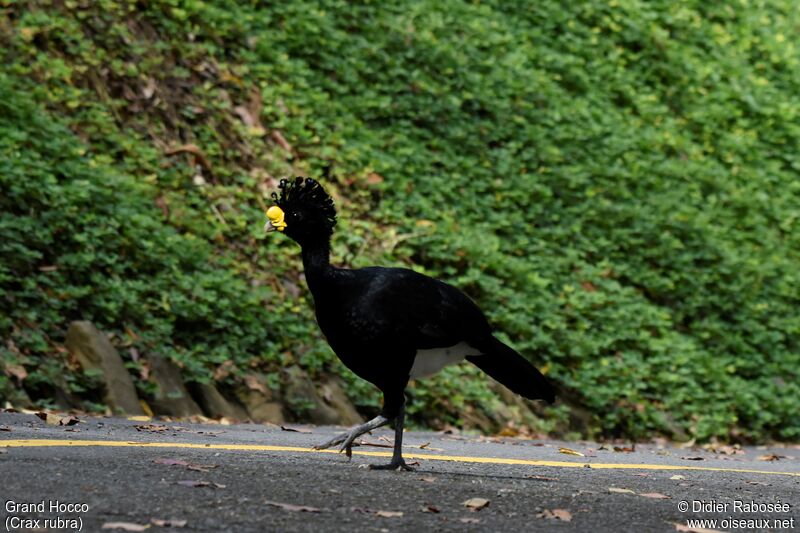 Great Curassow male adult