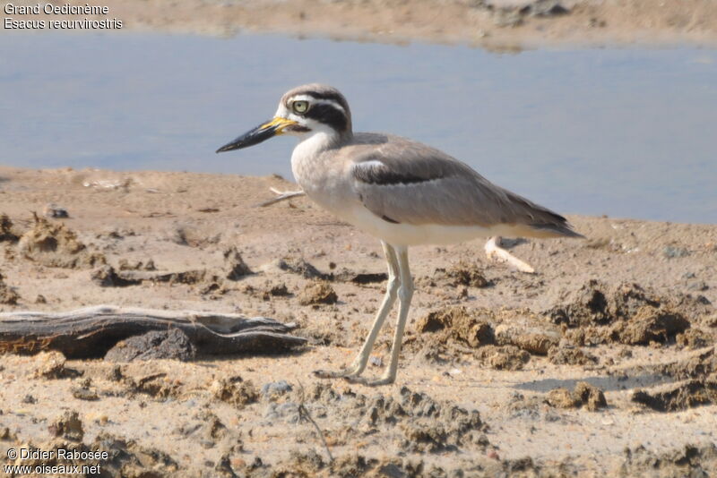 Great Stone-curlew