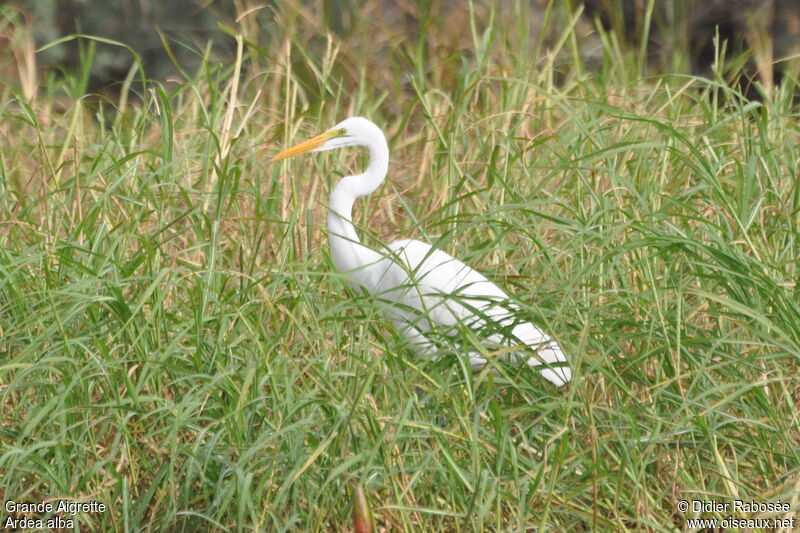 Grande Aigrette