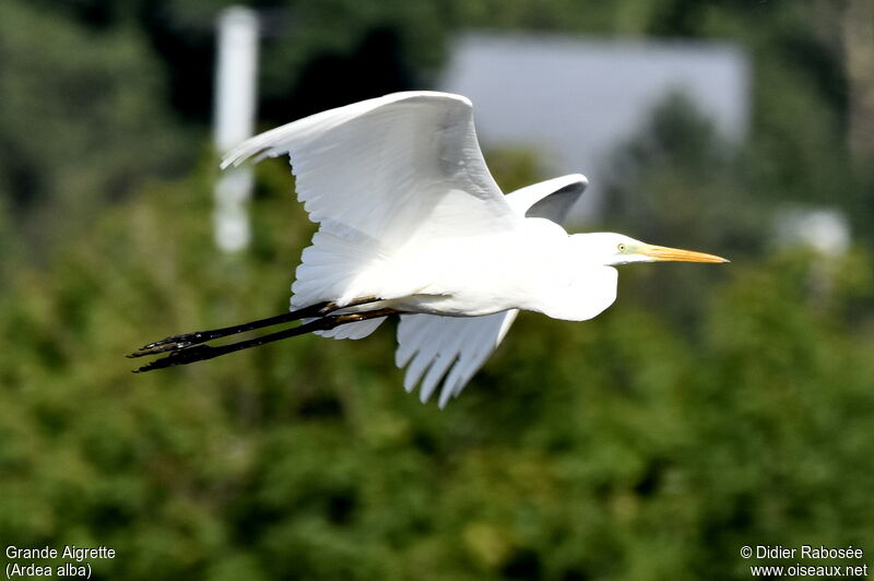 Grande Aigrette