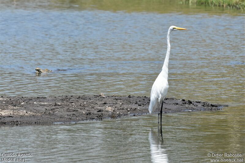 Great Egretadult post breeding