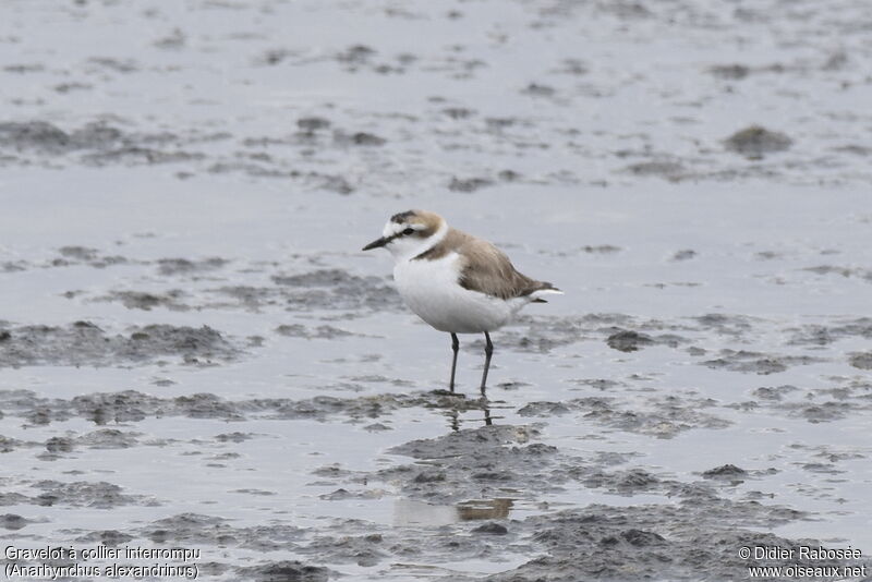 Kentish Plover male