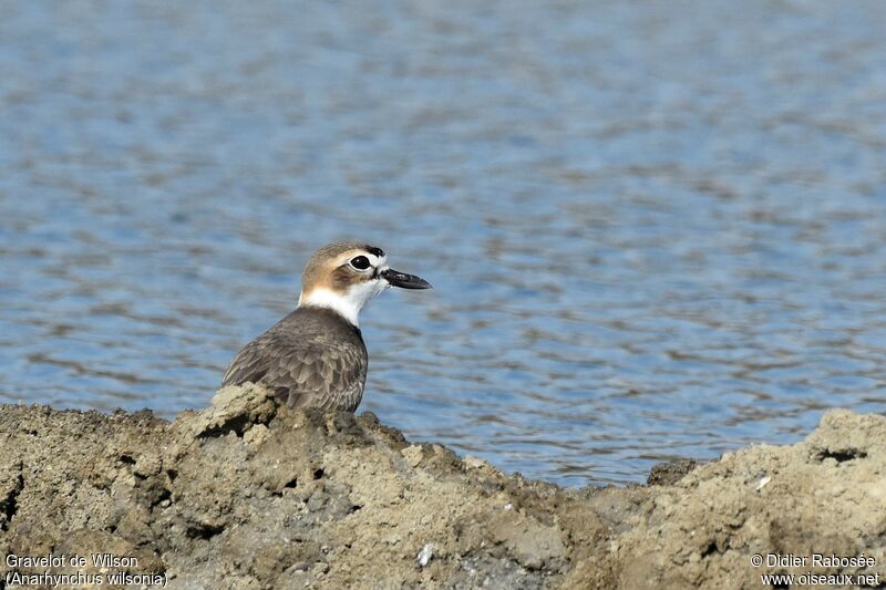 Wilson's Plover