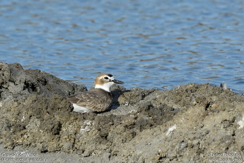 Wilson's Plover