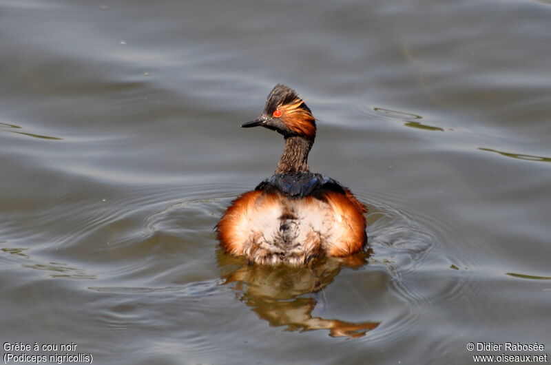 Black-necked Grebeadult breeding