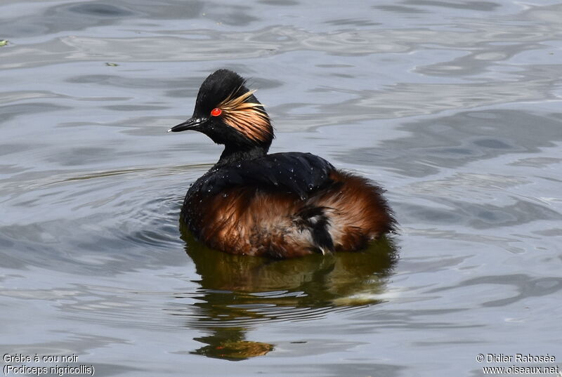 Black-necked Grebeadult breeding