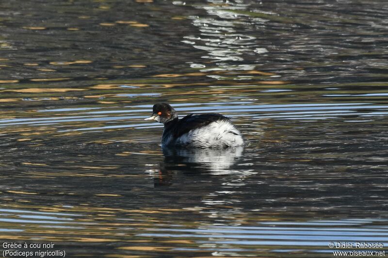 Black-necked Grebeadult post breeding, moulting