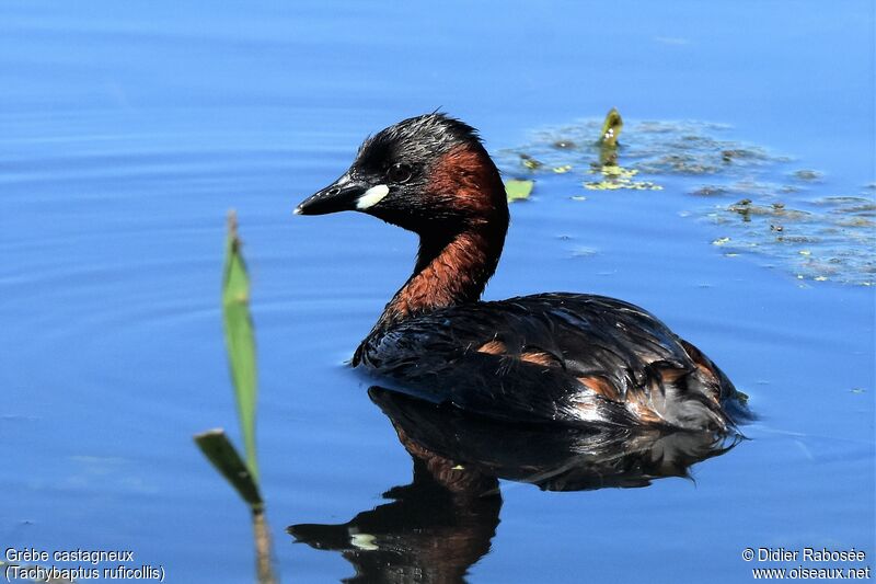 Little Grebeadult breeding