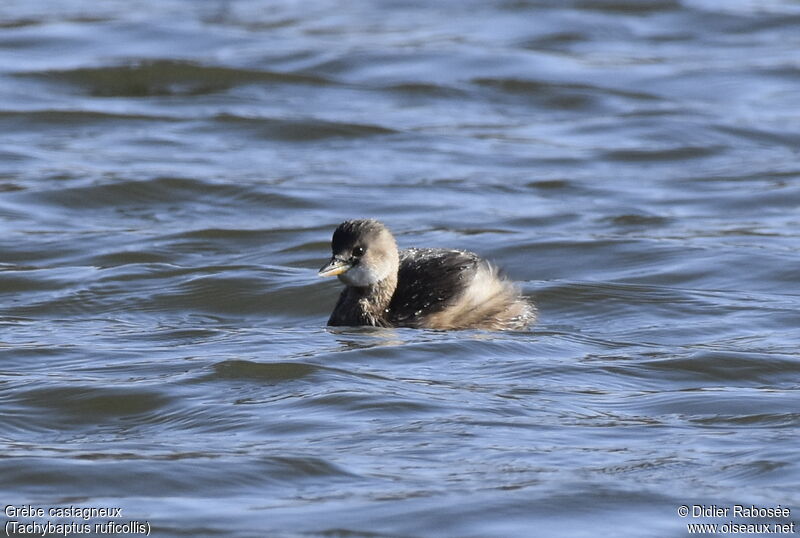 Little Grebe