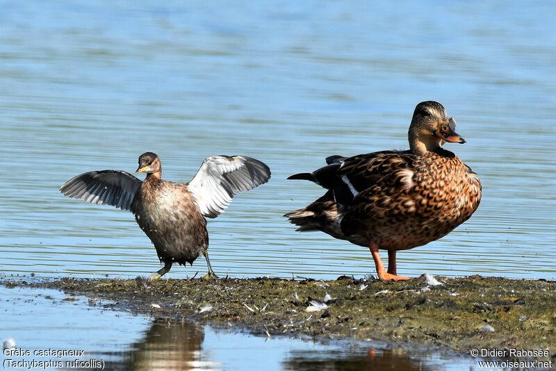 Little Grebe, walking