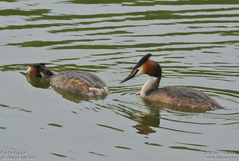 Great Crested Grebe adult breeding, Behaviour