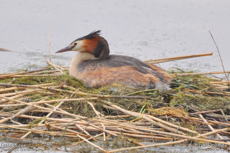 Great Crested Grebeadult breeding, Reproduction-nesting