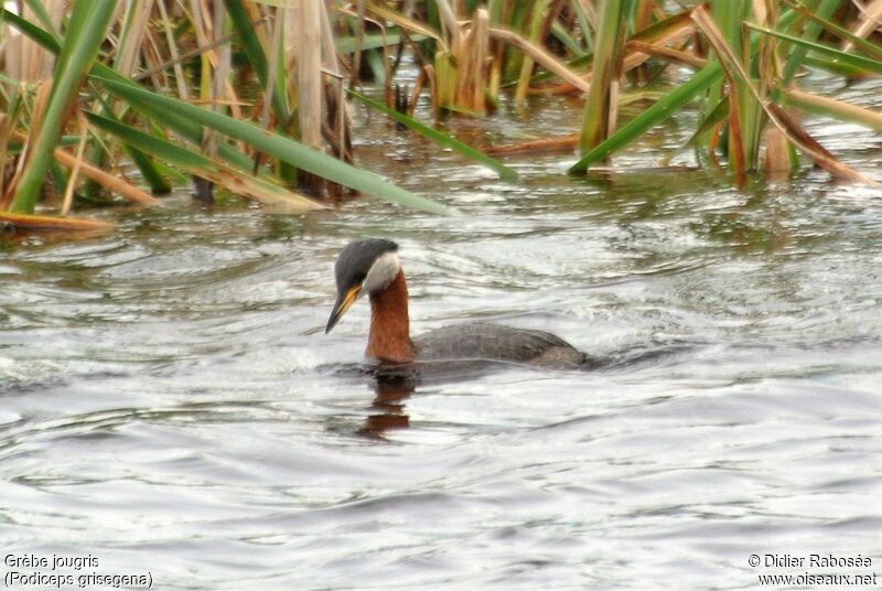 Red-necked Grebeadult breeding