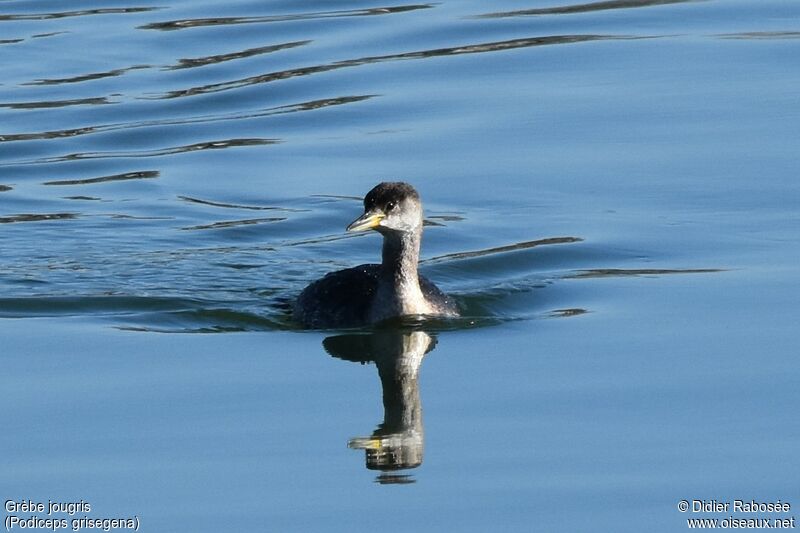 Red-necked Grebeadult post breeding