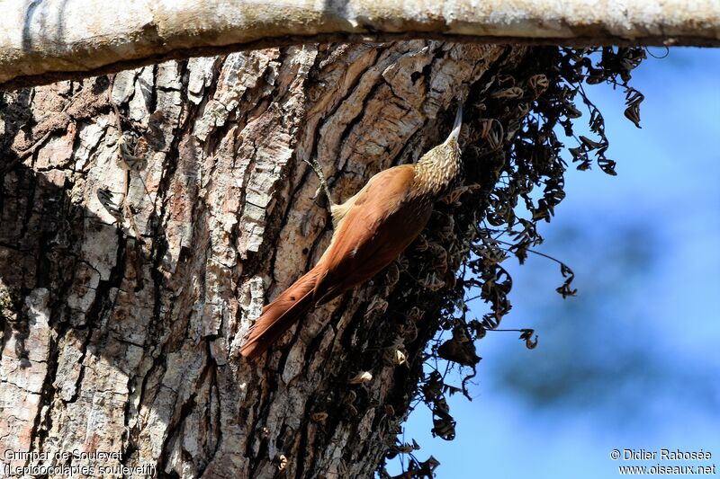 Streak-headed Woodcreeper