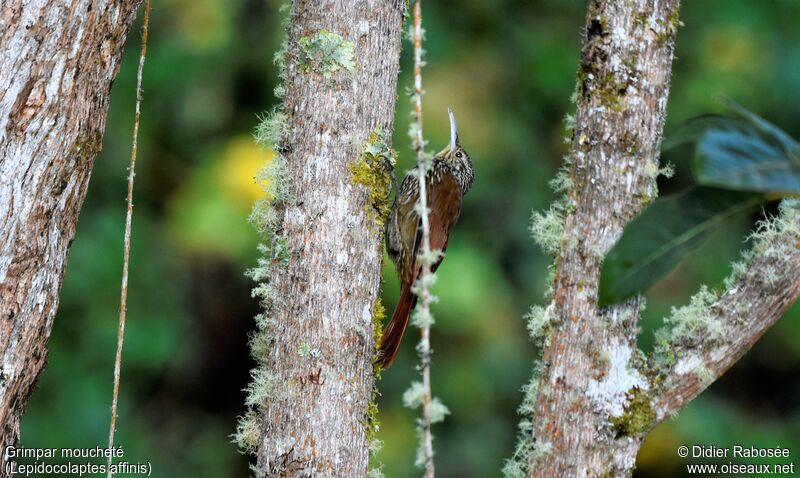 Spot-crowned Woodcreeper