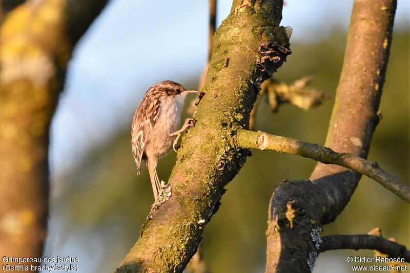 Short-toed Treecreeper