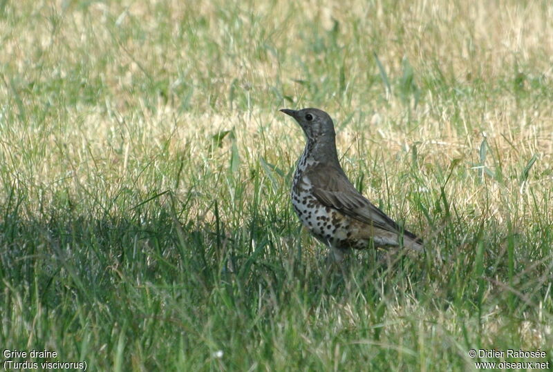 Mistle Thrush