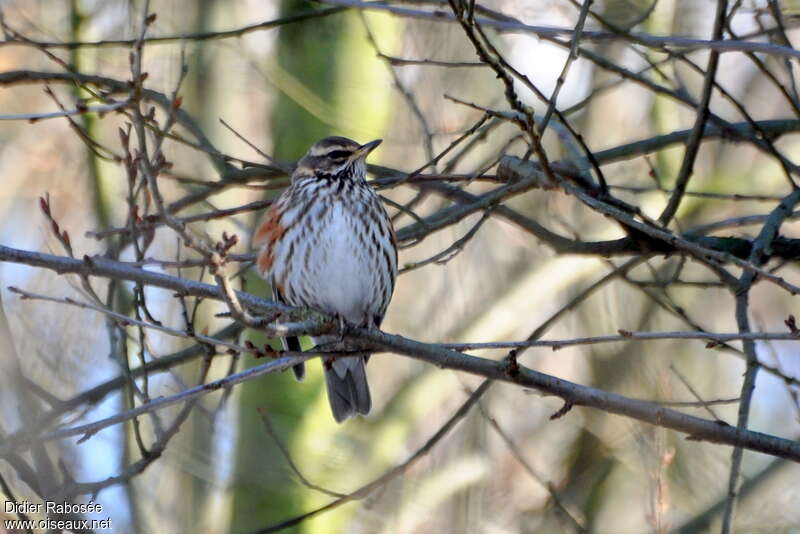 Redwing, close-up portrait