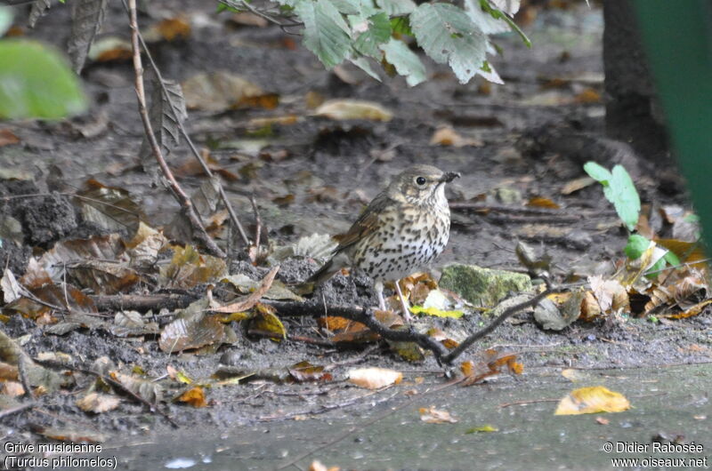 Song Thrush