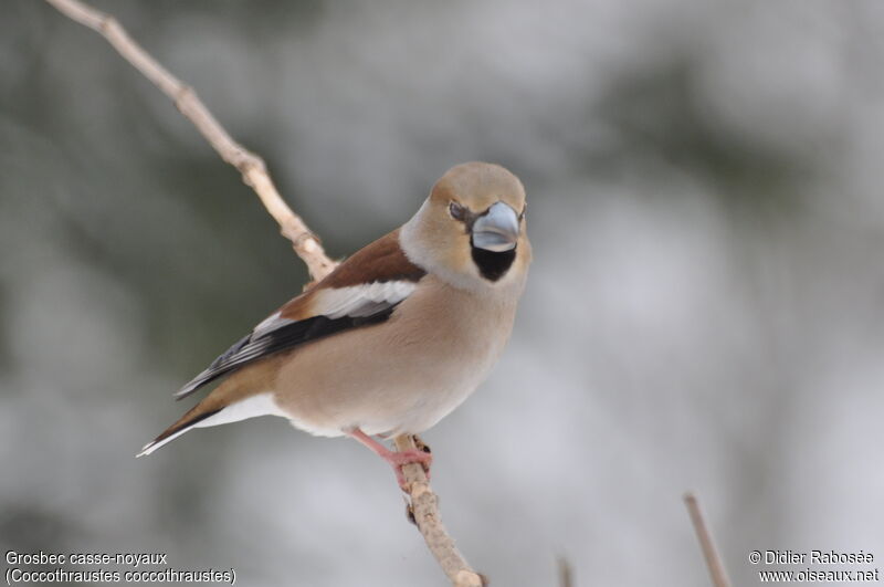 Hawfinch female