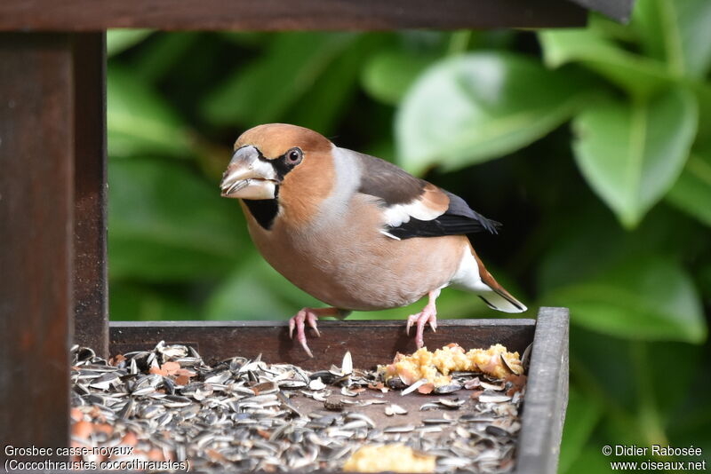 Hawfinch male, eats