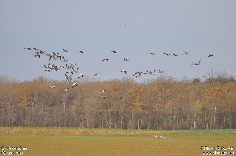 Common Crane, Flight