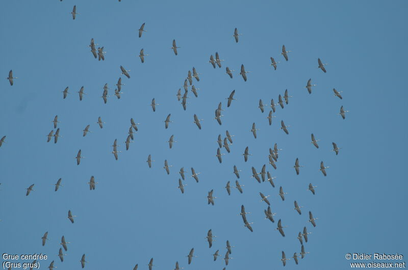 Common Crane, Flight