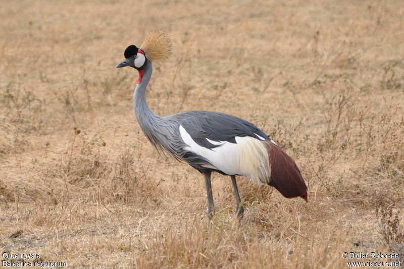 Grey Crowned Crane