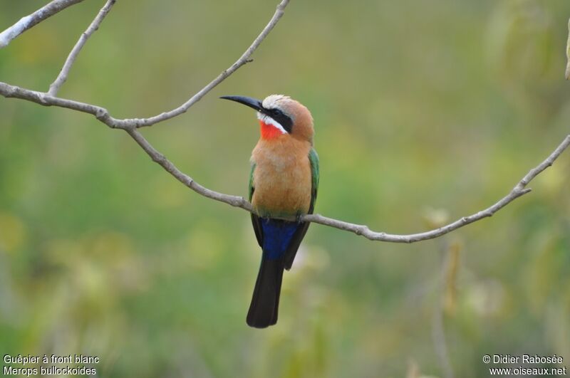 White-fronted Bee-eater