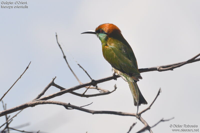 Asian Green Bee-eater