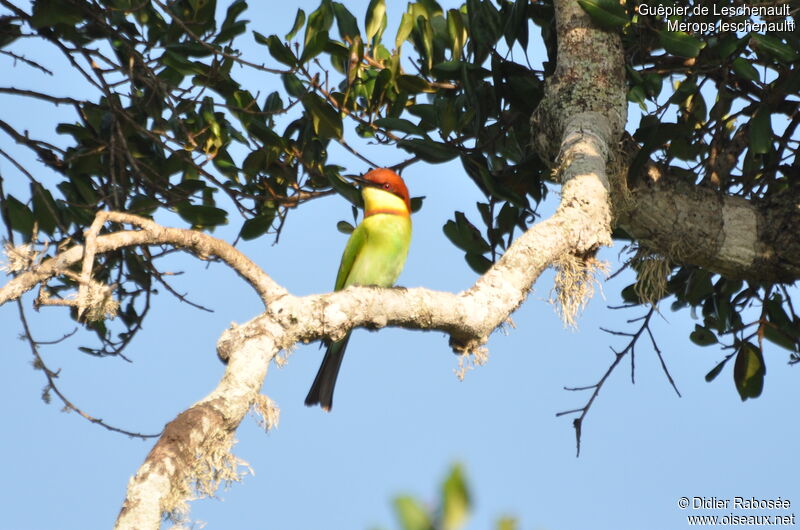 Chestnut-headed Bee-eater