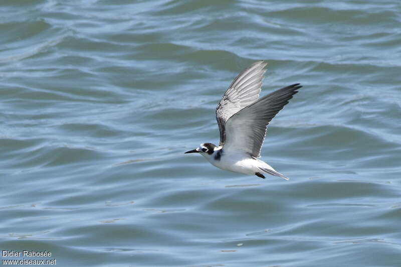 Black Ternjuvenile, Flight