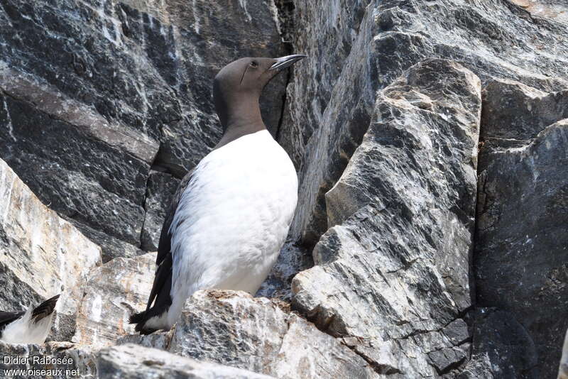 Guillemot de Troïladulte nuptial, habitat, pigmentation