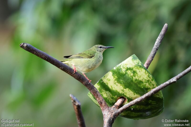 Red-legged Honeycreeper female