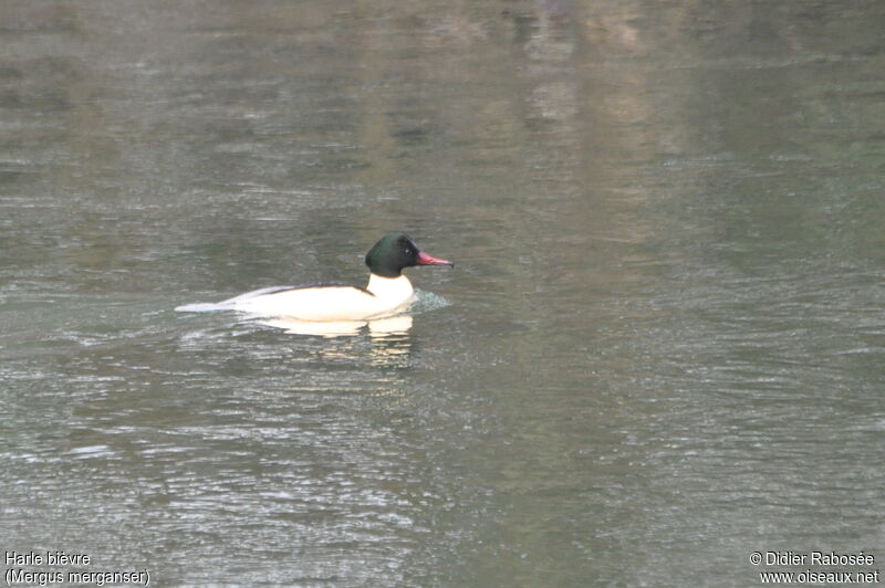 Common Merganser male