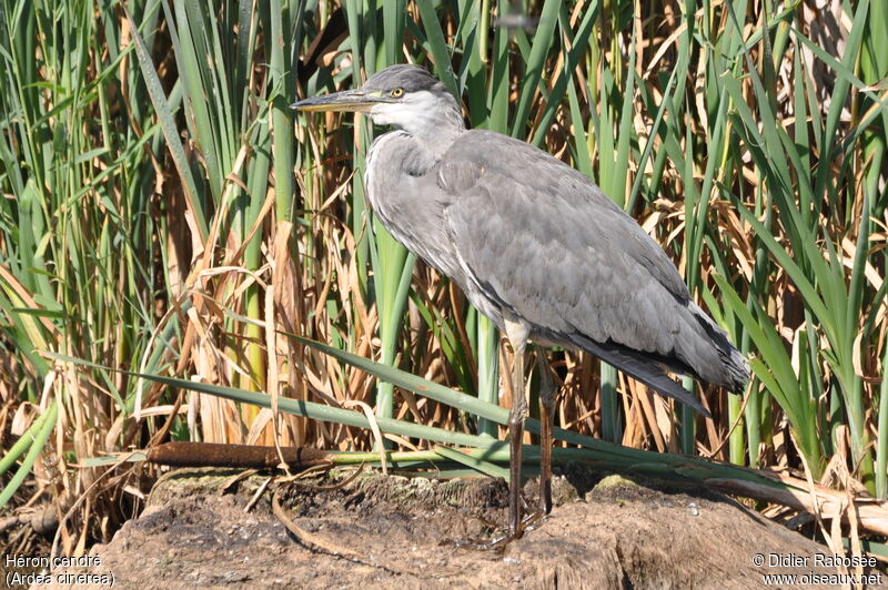 Grey Heronjuvenile