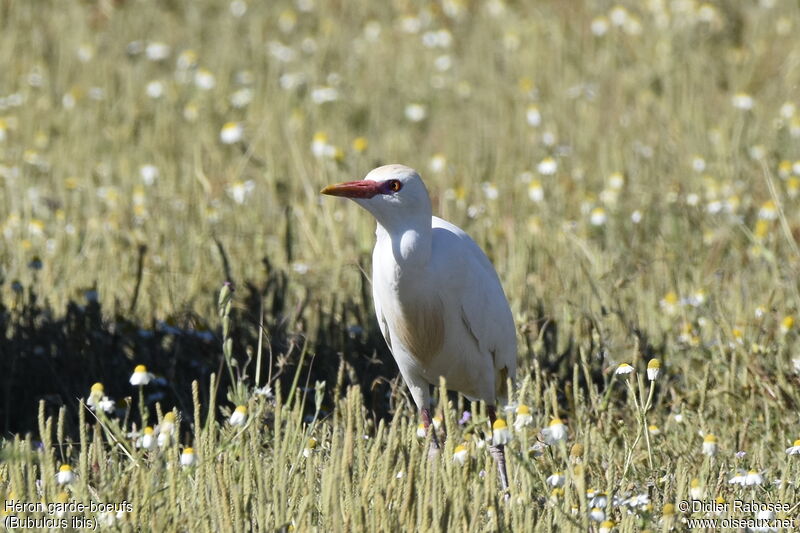 Western Cattle Egret