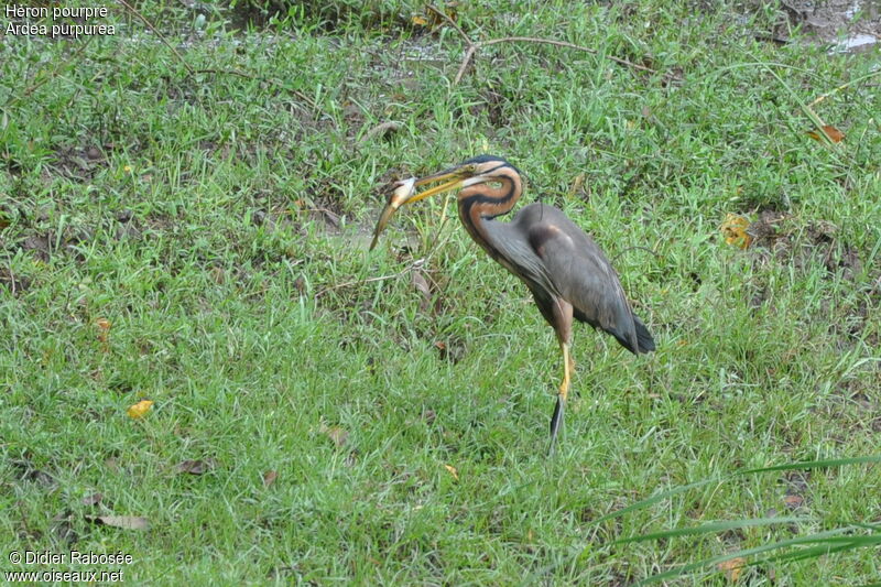 Purple Heron, Behaviour