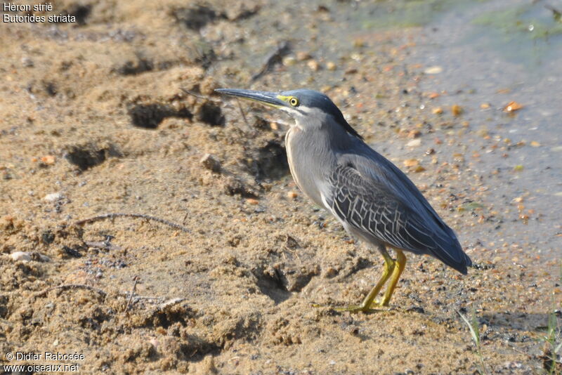 Striated Heron