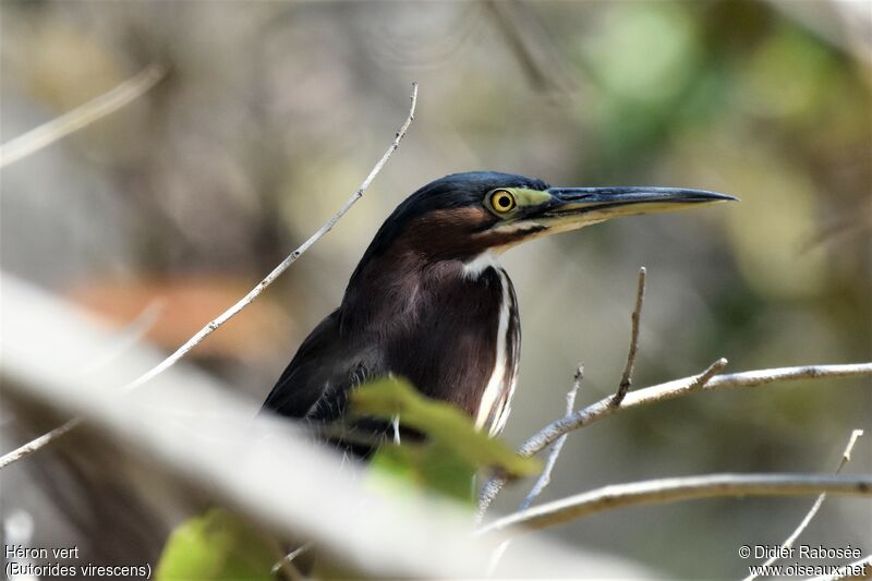 Green Heronadult