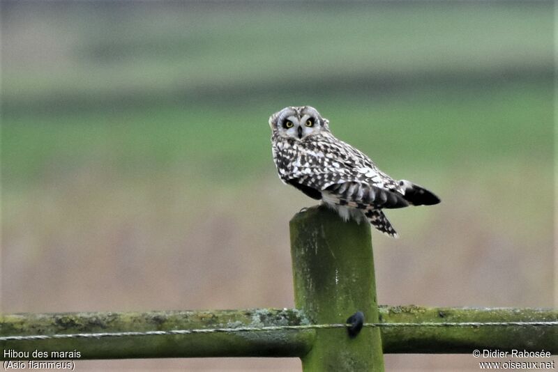 Short-eared Owl