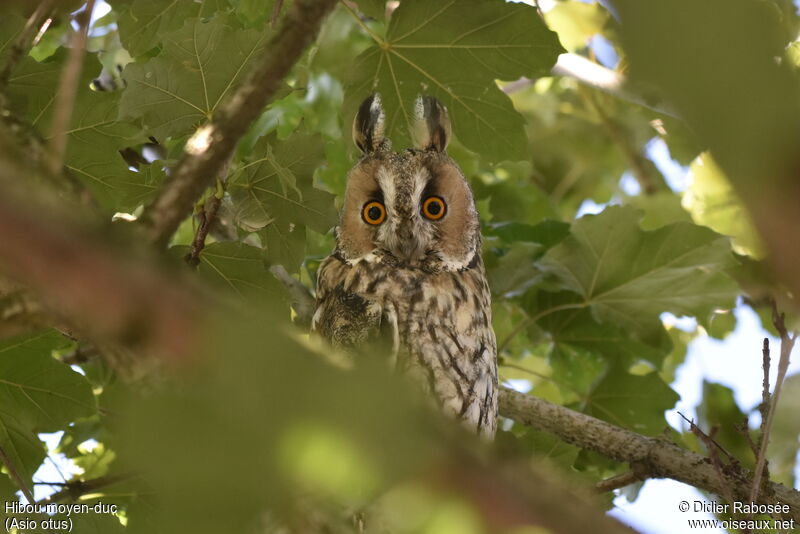 Long-eared Owl