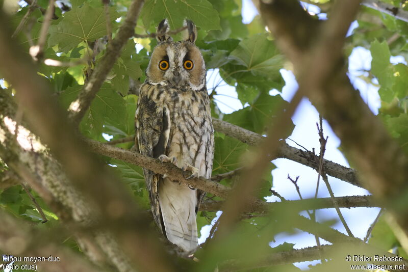 Long-eared Owl