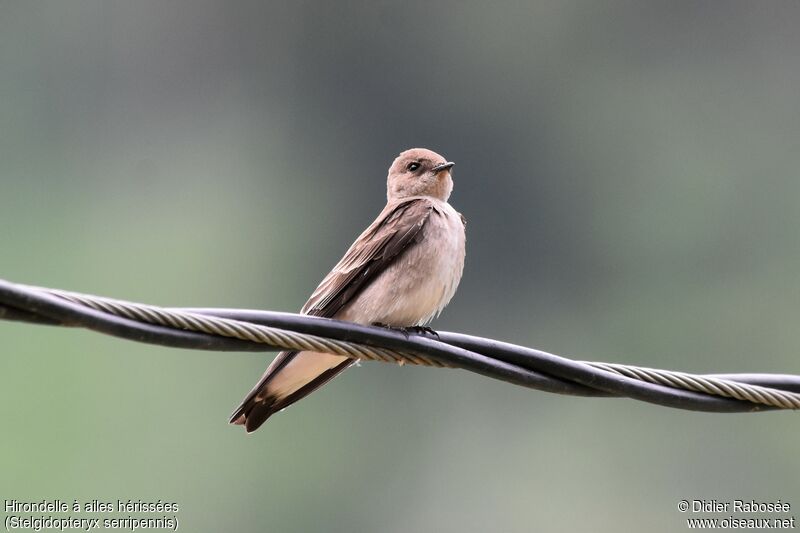 Northern Rough-winged Swallow