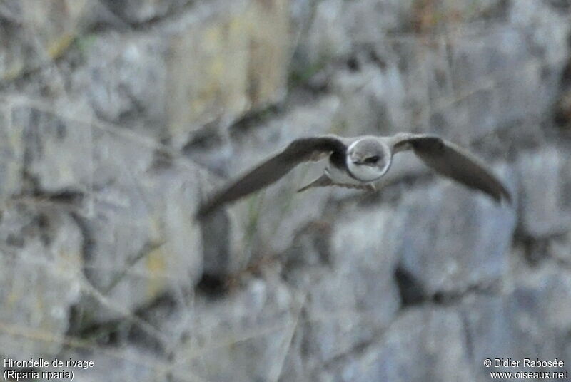 Sand Martin, Flight